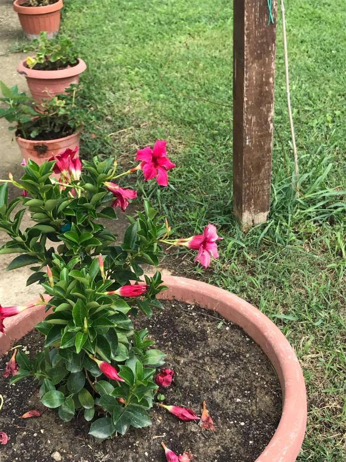 Agriturismo Pingitore Luzzi Екстер'єр фото